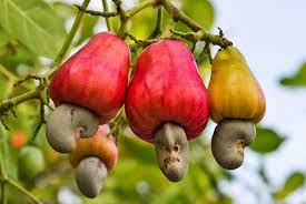 Cashew nut - Image 4